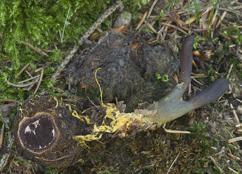 Cordyceps ophioglossoides